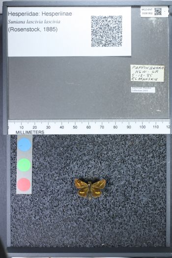 Media type: image;   Entomology 61802